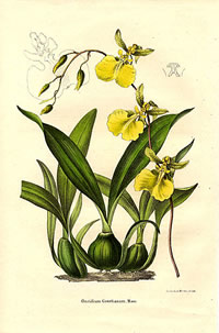 Oncidium geertianum 
