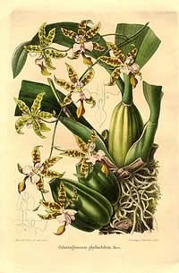 Oncidium hastatum 