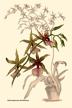 Oncidium hastilabium 