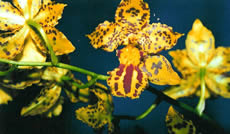 Oncidium hybrid 