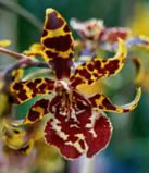 Oncidium hybrid 