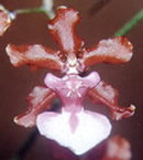 Oncidium hybrid 