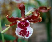 Oncidium hybrid 