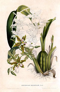 Oncidium leucochilum 