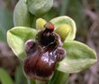 Ophrys bombyliflora 
