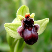Ophrys bombyliflora 