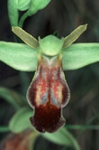 Ophrys fusca 