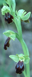 Ophrys fusca 