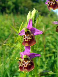 Ophrys holoserica 