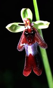 Ophrys insectifera 