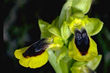 Ophrys lutea 