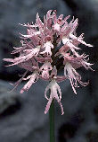 Orchis italica 