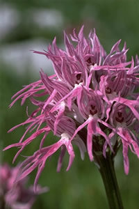 Orchis italica 