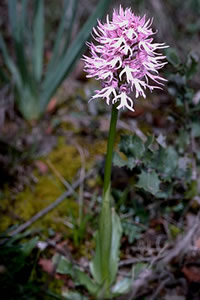 Orchis italica 