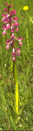 Orchis mascula 