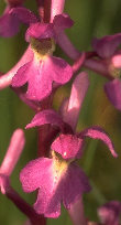 Orchis mascula 