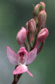 Orchis mascula underart hispanica