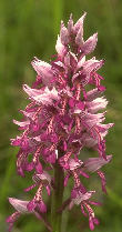 Orchis militaris 