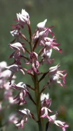 Orchis militaris 