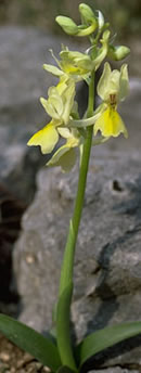 Orchis provincialis underart pauciflora