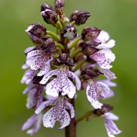 Orchis purpurea 