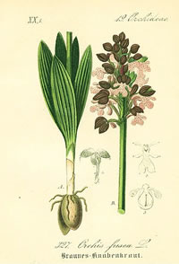 Orchis purpurea 