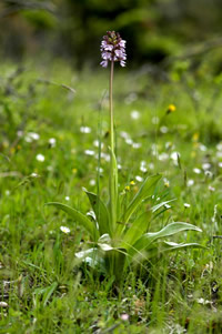 Orchis purpurea 