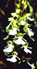 Orchis purpurea alba