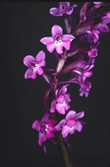 Orchis quadripunctata 