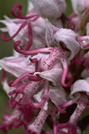 Orchis simia 