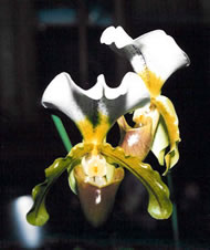 Paphiopedilum hybrid 