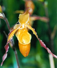 Phragmipedium longifolium 
