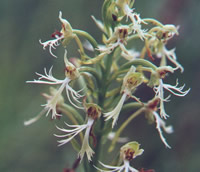 Platanthera lacera 