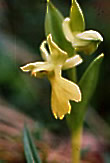 Ponerorchis chrysea