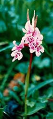 Ponerorchis chusua