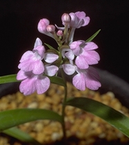 Ponerorchis graminifolia 'Momoko'