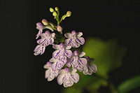 Ponerorchis graminifolia var. micropunctata