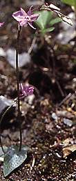 Ponerorchis limprichtii 