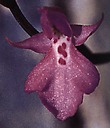 Ponerorchis limprichtii 