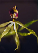 Prosthechea cochleata