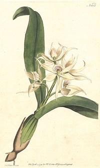 Prosthechea cochleata