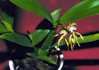 Prosthechea cochleata