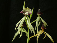 Prosthechea cochleata