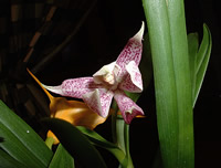 Prosthechea garcianum