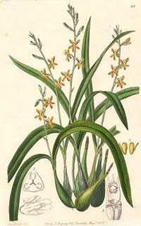 Prosthechea ochracea
