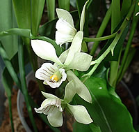 Prosthechea radiata