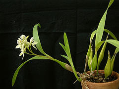 Prosthechea radiata