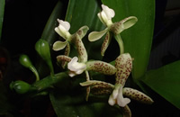 Prosthechea vespa