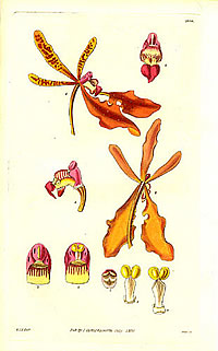 Renanthera coccinea