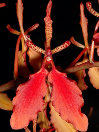 Renanthera imschootiana 